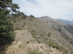 Cerisiere Cangelard Colla Bassa