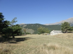 Ceva