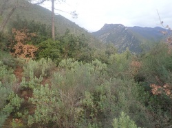 Rocchetta Nervina
